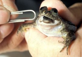 gastric brooding frog